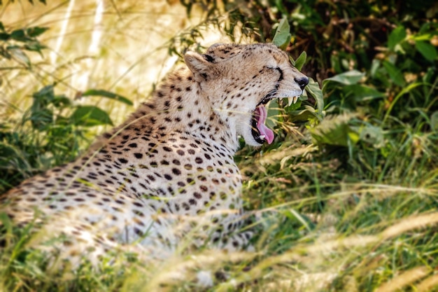 Zmęczony afrykański gepard ziewa