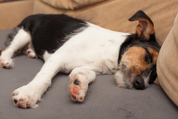 Zmęczony i leniwy pies jack russell terrier zasypia leżąc na kanapie relaksując się w domu zbliżenie Pies czeka na właściciela w domu Pies na kanapie w salonie wyglądający na smutnego znudzonego samotnego chorego wyczerpanego