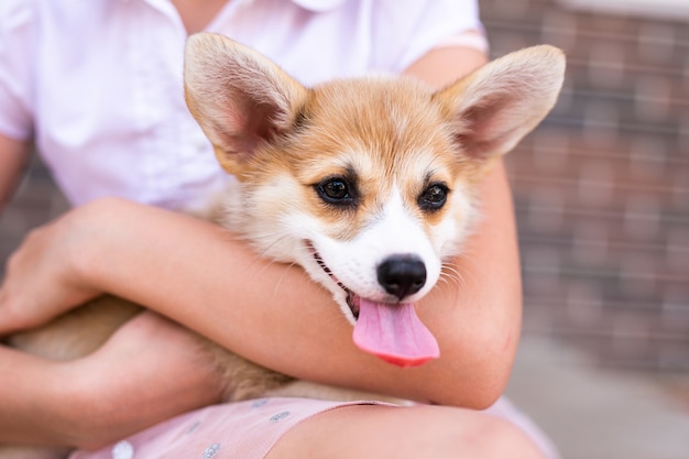 Zmęczony szczeniak welsh corgi pembroke leżący na nodze właściciela.