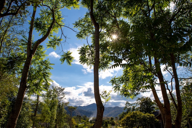 Zmierzch przez drzew z racy obiektywem, Khao Yai park narodowy, Tajlandia