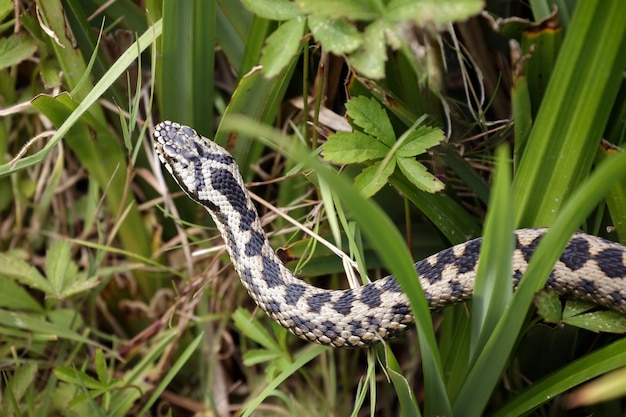 Zdjęcie Żmija pospolita (vipera berus) prześlizguje się przez roślinność