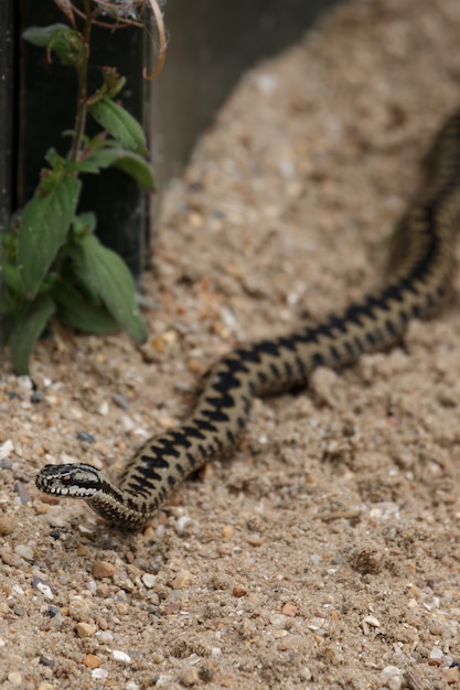 Żmija Pospolita (vipera Berus)