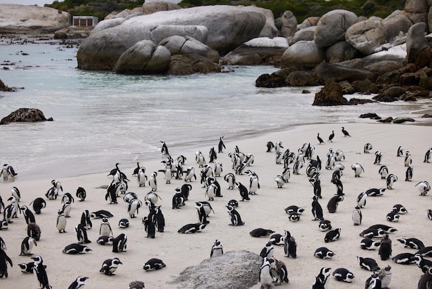 Znajdź swoje stado i pokochaj je mocno Ujęcie pingwinów na plaży Boulders w Cape Town w RPA