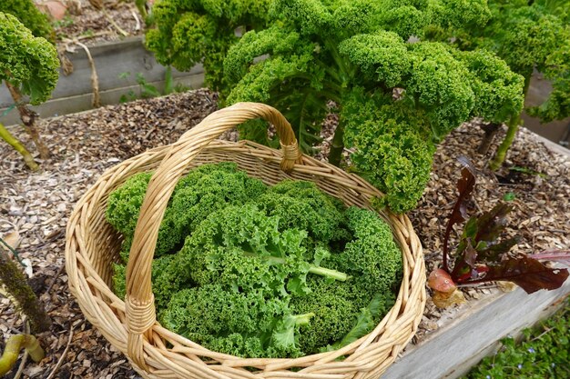 Żniwa z jarmużu lub jarmużu pozostawia Kale w ogródku warzywnym przydomowym