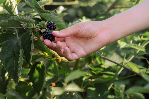 Żniwny. Ręka zrywa duże, soczyste, dojrzałe jagody organicznych jeżyn z krzaka, zbliżenie