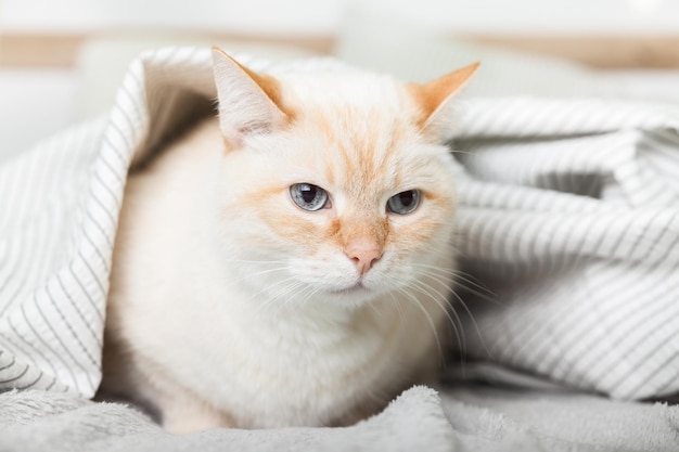 Znudzony młody jasnorudy kot rasy mieszanej pod jasnoszarą kratą we współczesnej sypialni. W chłodne zimowe dni zwierzak grzeje się pod kocem. Koncepcja przyjazna i opieki dla zwierząt.