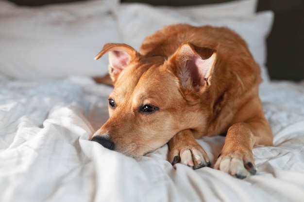 Znudzony pies rasy mieszanej drzemiący na łóżku Samotny zwierzak w domu Koncepcja adopcji i opieki