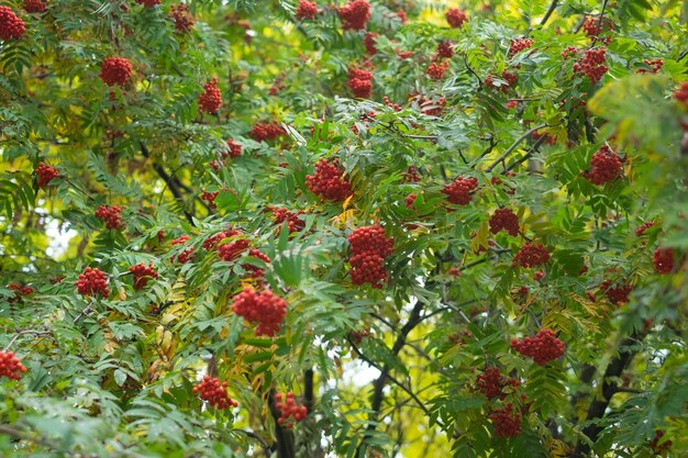 Zobacz na czerwone jagody jarzębiny i liście w okresie jesiennym. Jagody dla ptaków.