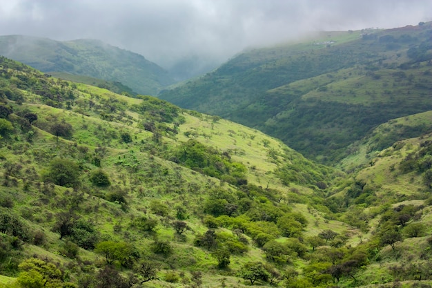 Zobacz na zielonych polach w Salalah, Oman