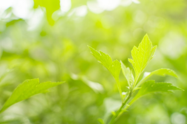 Zobacz szczegółowe zbliżenie Zielona natura i naturalne światło słoneczne. Na rozmytym tle jest