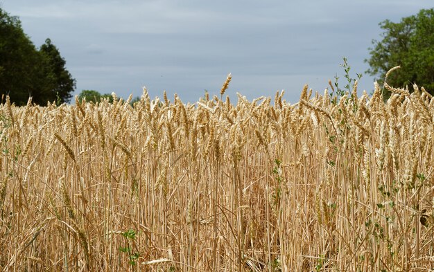 Żółci Pszeniczni Spikelets W Polu