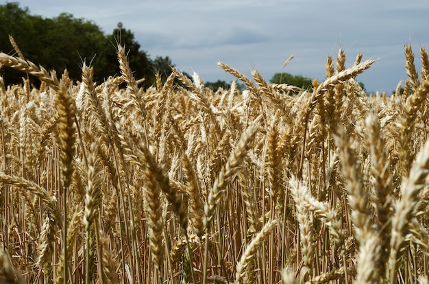 Zdjęcie Żółci pszeniczni spikelets w polu