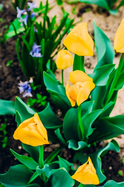 Żółci tulipany kwitnie w ogródzie.