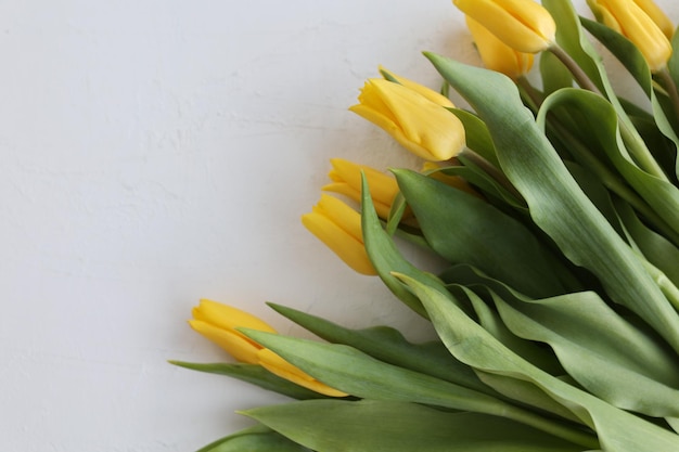 Żółci tulipany na białym tle