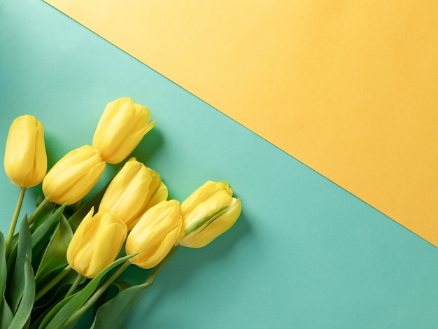 Żółci tulipany na pustym żółtej zieleni tle z kopii przestrzenią.