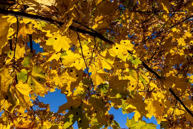 Żółknięcie liści klonu w sezonie jesiennym Liście klonu w sezonie jesiennym w upadku liści