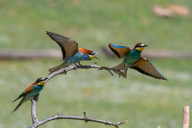 Żołna (Apiaster Merops) Malaga, Hiszpania