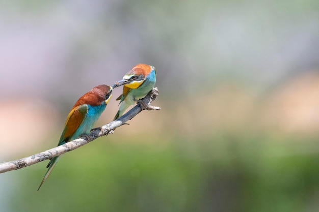 Żołna (Apiaster Merops) Malaga, Hiszpania