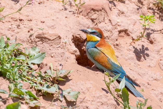 Żołna (Apiaster Merops) Malaga, Hiszpania