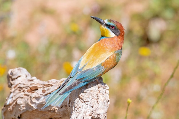 Żołna (Apiaster Merops) Malaga, Hiszpania