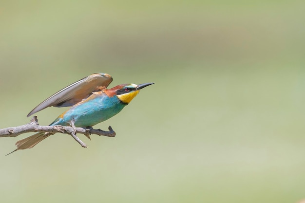 Żołna (Apiaster Merops) Malaga, Hiszpania