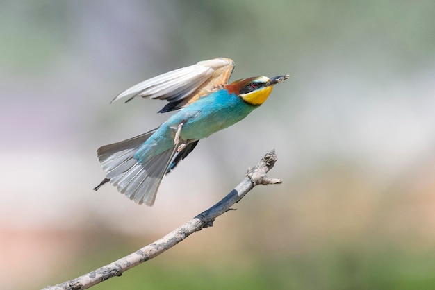 Żołna (Apiaster Merops) Malaga, Hiszpania