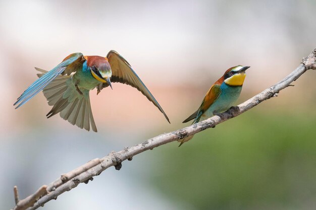 Żołna (Apiaster Merops) Malaga, Hiszpania