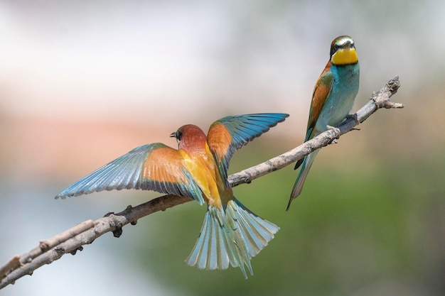 Żołna (apiaster Merops) Malaga, Hiszpania