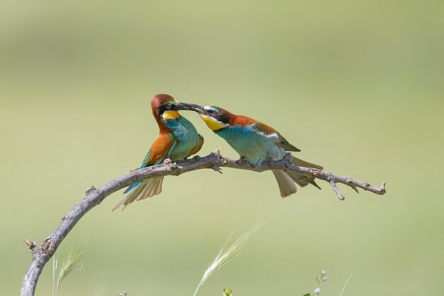 Żołna (Apiaster Merops) Malaga, Hiszpania