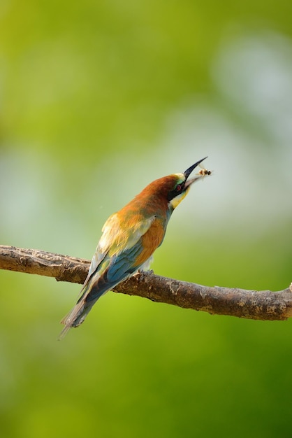 Żołna Merops apiaster w naturalnym środowisku