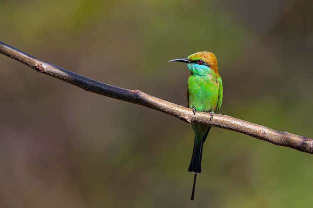 żołna żołna Merops persicus