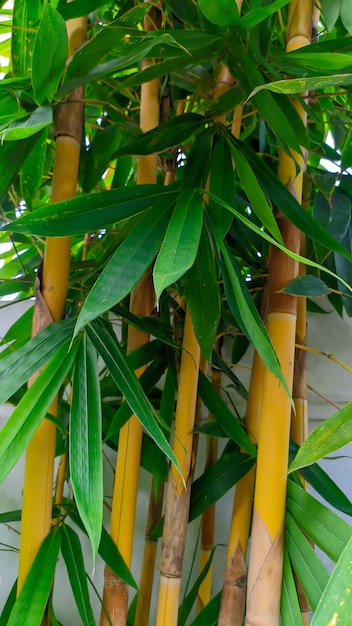 żółta bambusowa roślina