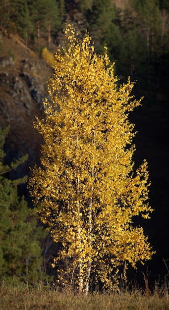 Żółta brzoza na ciemnym jesiennym tle zbocza wzgórza