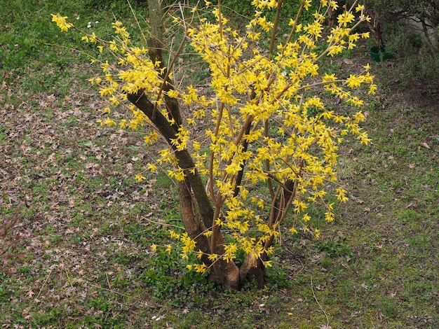 Zdjęcie Żółta forsycja (forsythia x intermedia) kwiat