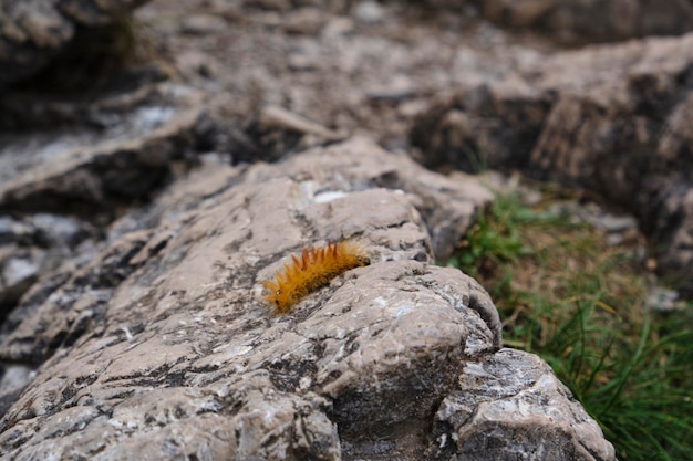 Zdjęcie Żółta gąsienica na skale z trawą na niej
