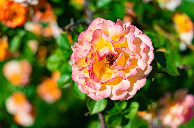 Żółta i różowa róża w letnim ogrodzie.