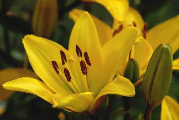 Żółta Lilia Szafranowa Lub Lilia Ognista (lilium Bulbiferum) W Letnim Ogrodzie