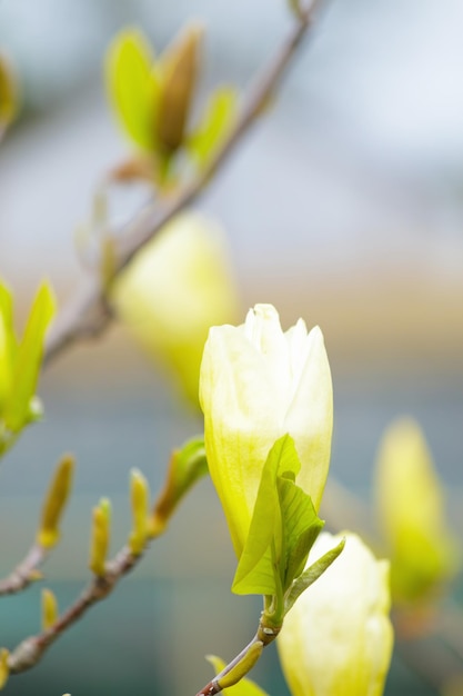 Zdjęcie Żółta magnolia kwitnąca wiosną z miękkim światłem słonecznym i niewyraźnym tłem wiosny