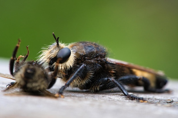 Żółta mucha-morderca lub żółta mucha złodziejska z trzmielem jako ofiarą Owad jest ssany