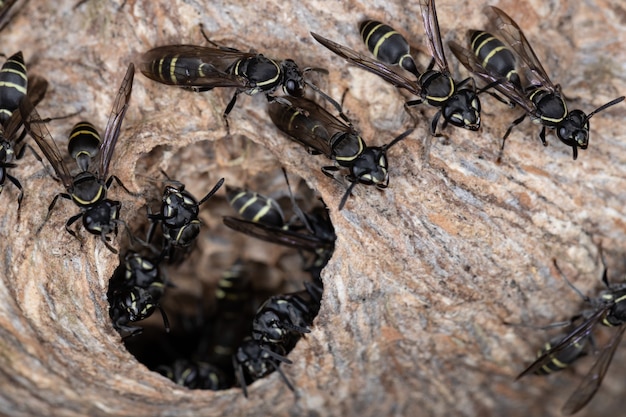 Żółta Opaska Polybia Wasp