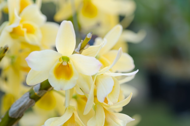 Żółta orchidea Dendrobium