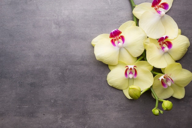 Żółta orchidea na szarym tle.