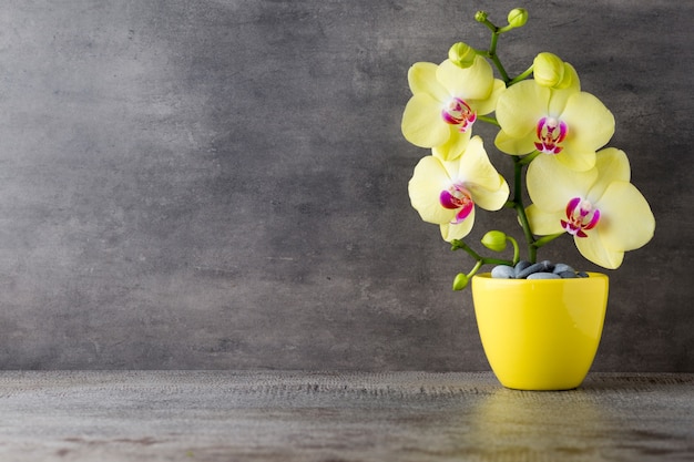 Żółta orchidea na szarym tle.