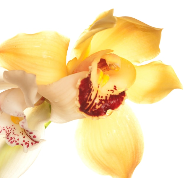 Żółta orchidea zbliżenie