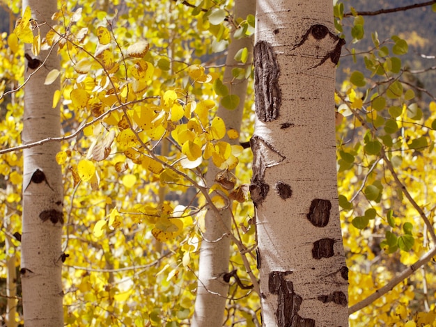 Żółta Osika Jesienią, Kolorado.