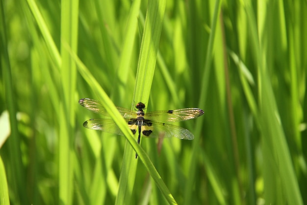 Zdjęcie Żółta pasiasta ważka w polu ryżowym