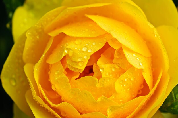 Żółta piękna róża makro z kroplami wody w tle kwiatów