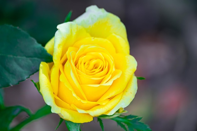 Żółta róża kwitnąca z zielonymi liśćmi na tle