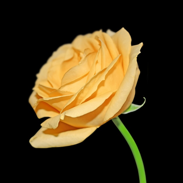 Żółta róża odizolowywająca na czarnym tle