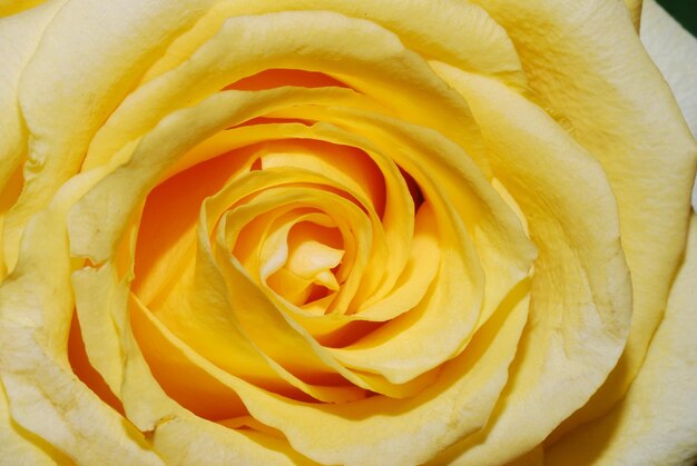 Żółta róża szczegół